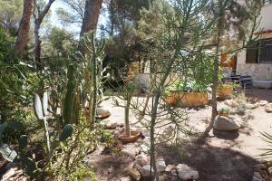 A garden outside Casa la Paloma