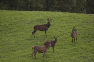 Imagen de la galería de la maison de Pascaline, en Campan 7 fotos más