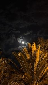 Mynd úr myndasafni af The Palm View í Al Ḩamrāʼ