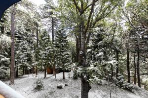un albero ricoperto di neve in una foresta di Bugsy's Mountain Retreat - Tiny House in the Trees a Lake Arrowhead