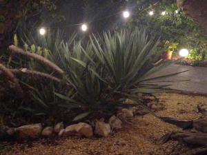 a small plant in a garden at night at Casa Francesca Altea piscina y aparcamiento privado in Altea