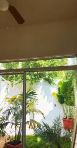 une fenêtre avec deux plantes en pot dans une pièce dans l'établissement Casa en ixtapa, cerca de playa linda!, à Barrio Nuevo