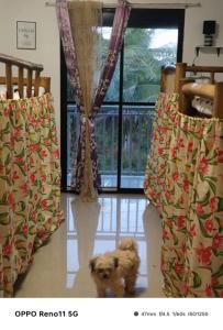 a small dog standing in front of a window at Arwaka Hostel in Moalboal +3 photos