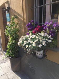 Zahrada ubytování B&B Annabella