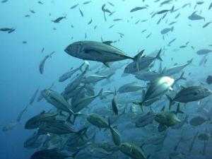 a large group of fish swimming in the ocean at Kadidiri Paradise in Batudaka