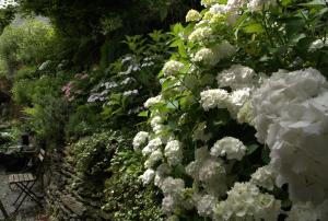 a hedge of white flowers in a garden at Bouillon, au faubourg de France, face à la Semois GRAND RAID 26 LES 12 ET 13 SEPTEMBRE 26 in Bouillon
