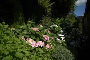 a garden with pink flowers and green plants at Bouillon, au faubourg de France, face à la Semois GRAND RAID 26 LES 12 ET 13 SEPTEMBRE 26 in Bouillon
