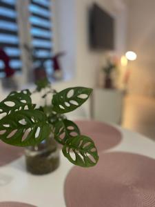 a green plant in a vase on a table at Nikifor Apartamenty Krynica-Zdrój in Krynica Zdrój