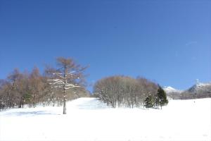 a snow covered field with a tree in the middle at Snow Freak Sunrise in Zao Onsen +32 photos