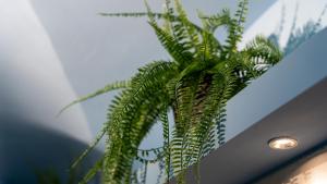 a green plant sitting on top of a ceiling at Elephant and Castle - Exclusive Holiday Home in Catania
