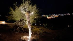 a palm tree lit up at night at Private Home - Heated Saltwater Pool, BBQ, Pro Pool Table, Horseshoes, Darts, Cotton Bedding, Half Acre - The Joshua Tree Forest - Pool Heat Optional in Twentynine Palms