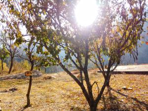 Billede fra billedgalleriet på Banjara House i Jibhi