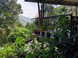Puutarhaa majoituspaikan Sunburst view ulkopuolella