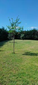 Κήπος έξω από το Cosy Garden Bungalow