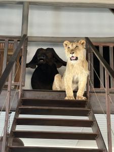 Simba Safaris African Pride Exotic Lodge kisállat-vendégei