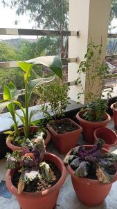 un grupo de plantas en macetas sentadas en un balcón en Dream palace home stay, en Khajurāho 26 fotos más