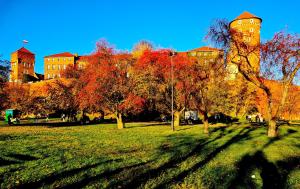 a group of trees in front of a building at Jacuzzi Przemyska in Krakow