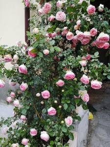 Afbeelding uit fotogalerij van Casa Adele in Torrile +57 foto's