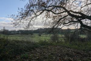 a tree in the middle of a field at Oak View Lodge - Deluxe Master Studio near Ipswich & Woodbridge in Playford +4 photos