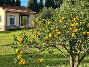 an orange tree in front of a house at Casita Cacahuete in Olvera