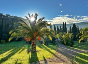 a palm tree with the sun shining on it at Casita Cacahuete in Olvera
