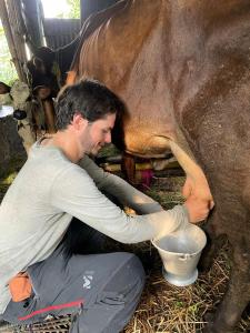 un hombre ordeñando una vaca en un granero en Farmhouse, en Kakarvitta