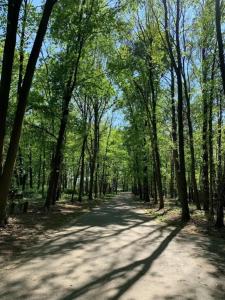 een met bomen omzoomde weg midden in een bos bij Chalet Bosrust in Lanaken