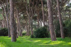 Gallery image of Hotel Parco dei Pini - 100mt dal Mare in Follonica