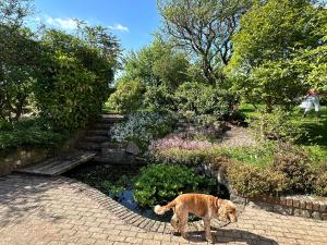 a dog standing next to a pond in a garden at Hael Farm Cottage in Swansea +8 photos