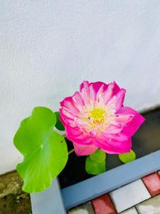 a pink flower in a vase next to a wall at Airport Accommodation in Maduwa