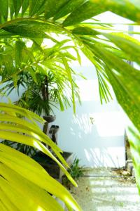 Zahrada ubytování Spacious Eco House with Garden and Scenic Paddy View Colombo