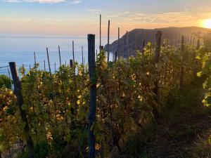 a fence on a hill with the ocean in the background at Villa Pietrafiore in Monterosso al Mare