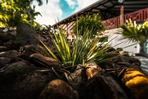 Un jardín fuera de Bas de villa le rêve éveillé
