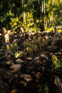 Un paisaje natural cerca del departamento