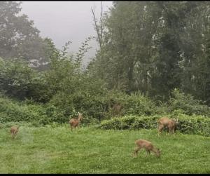 Tiere in der Lodge oder in der Nähe