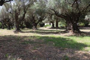 un groupe d'arbres dans un champ avec de l'herbe dans l'établissement Maison 55m2 cadre campagne, le mas des anges, à Sanary-sur-Mer