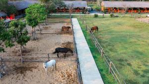 een groep paarden die grazen in een veld bij Niran Farm in Koh Lone +24 foto's