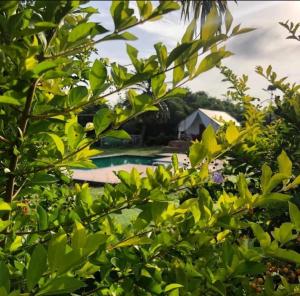 a view of a swimming pool through the trees at OK Farmstay in Badami