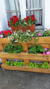 um peitoril de janela com flores e vasos de plantas sobre ele em B&B Casa Silingardi em Bagnolo San Vito