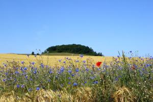 Naturlandschaft in der Nähe der Ferienwohnung