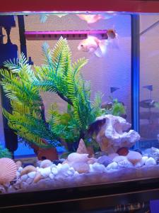 ein Aquarium mit zwei Goldfischen darin in der Unterkunft Le Vele in Salerno