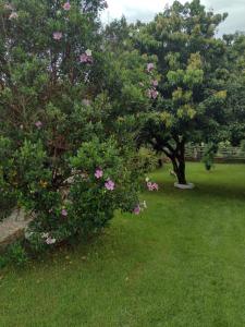 two trees with pink flowers in a yard at Sítio do espeto in São Gonçalo do Pará