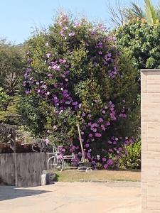 a large bush filled with purple flowers in a park at Sítio do espeto in São Gonçalo do Pará