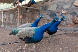 Animales en la casa o chalet o alrededores