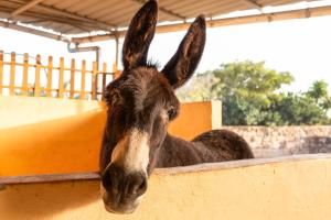 Animales en la casa o chalet o alrededores