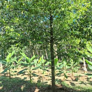 a tree with green leaves in a field at Traditional house - Agri farm stay in Thodupuzha