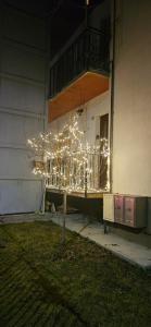 a tree with lights in front of a building at CASA Asani Pedavena in Pedavena