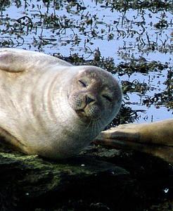 a seal is laying on the ground in the water at No 1 Broughton Bed & Breakfast in Pierowall
