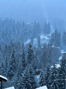 Mestiakhedi durante l'inverno