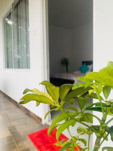 Um jardim no exterior de Broad view
